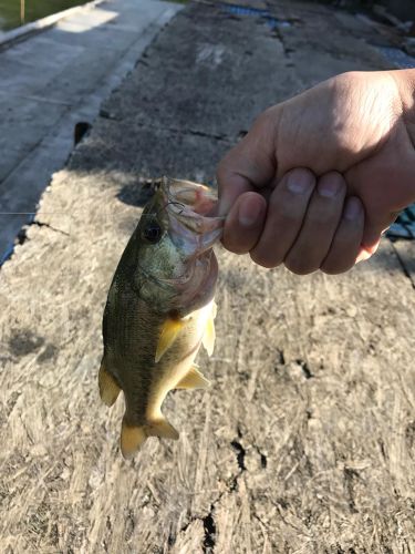 ブラックバスの釣果