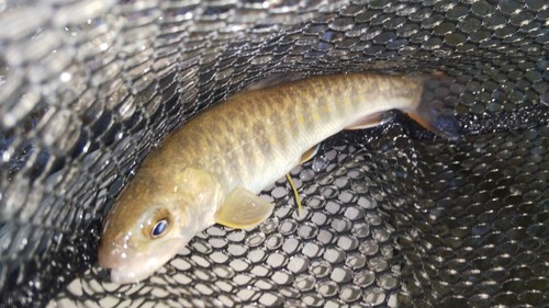 ニッコウイワナの釣果