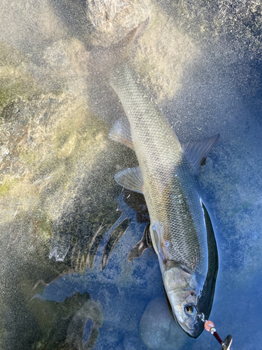 ウグイの釣果