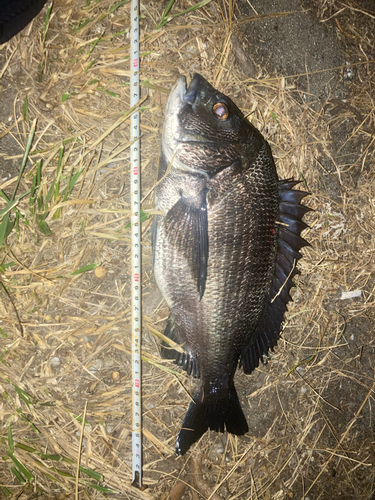 チヌの釣果