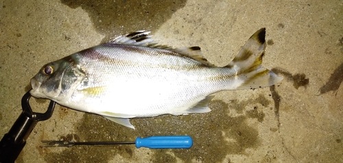 コトヒキの釣果