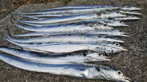 タチウオの釣果