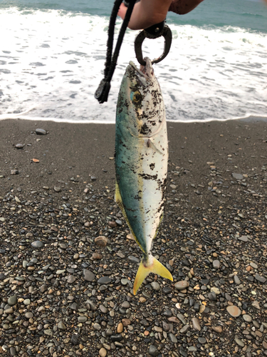 ワカナゴの釣果