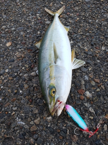 ワカシの釣果