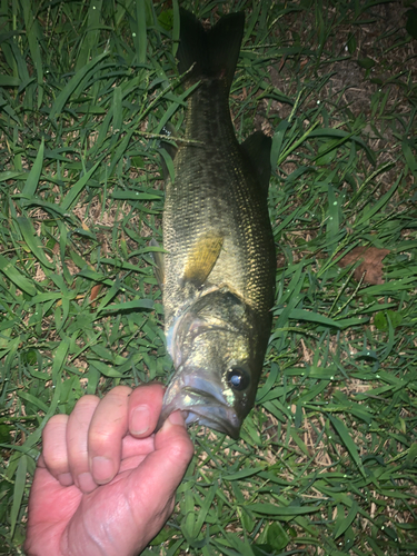 ラージマウスバスの釣果