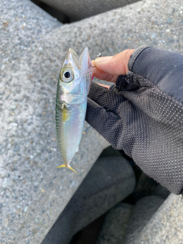 サバの釣果