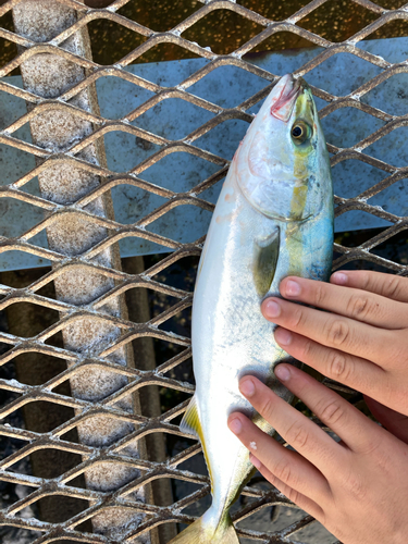 ワカシの釣果