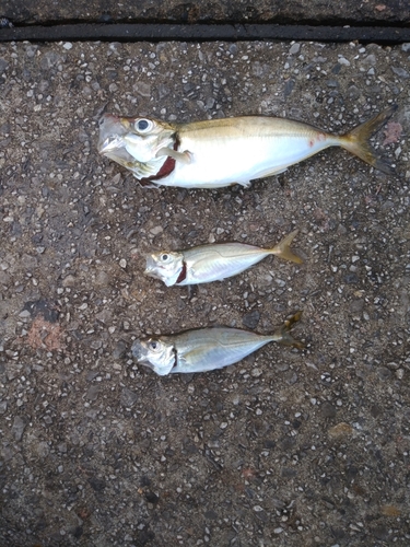 アジの釣果