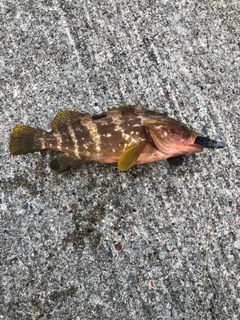 キジハタの釣果