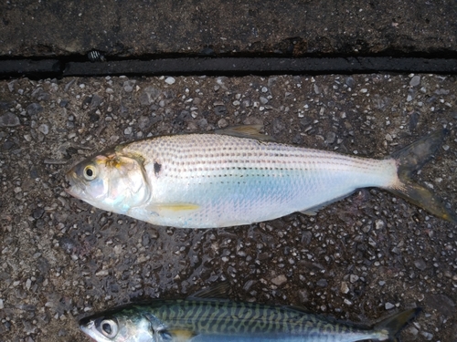 コノシロの釣果