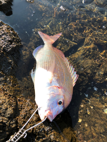 チダイの釣果