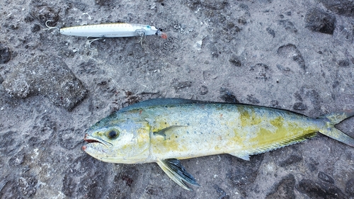 シイラの釣果