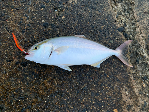 ショゴの釣果