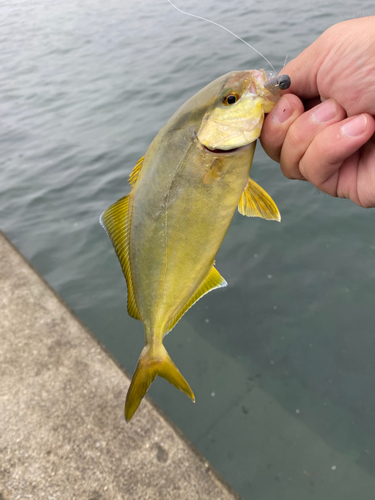 カンパチの釣果