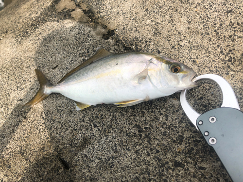 ショゴの釣果