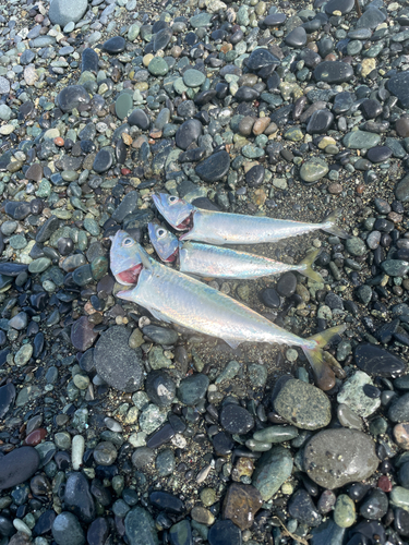 サバの釣果