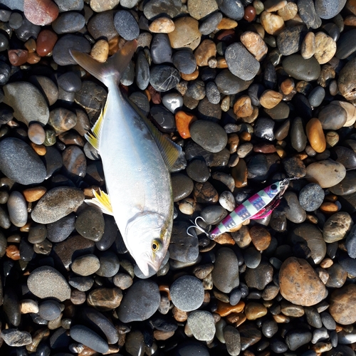 ショゴの釣果