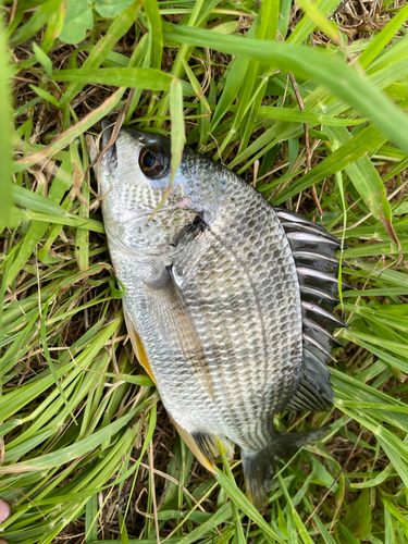 キビレの釣果