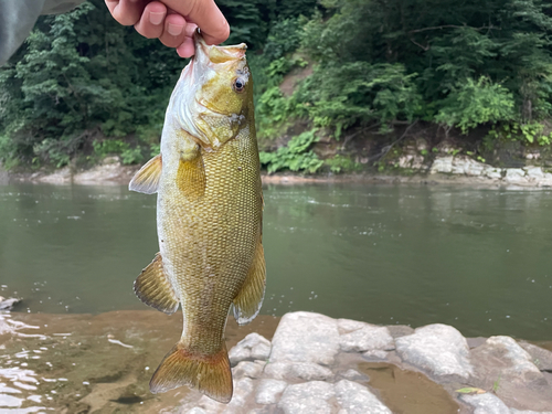 スモールマウスバスの釣果