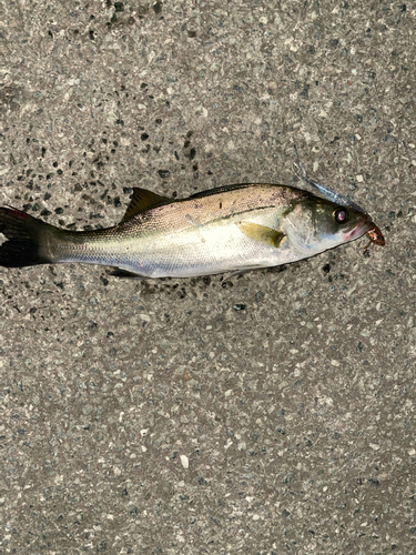 セイゴ（マルスズキ）の釣果