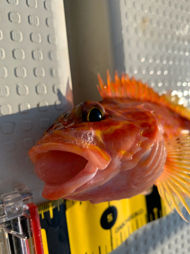 アヤメカサゴの釣果