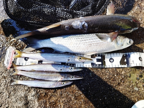 カマスの釣果