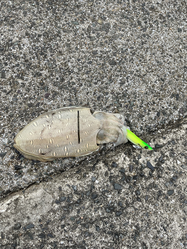 コウイカの釣果