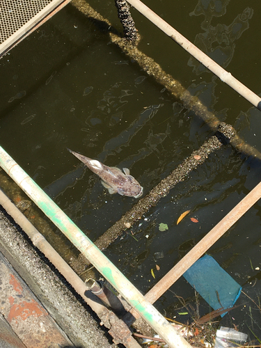 マゴチの釣果