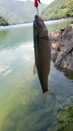 ウグイの釣果