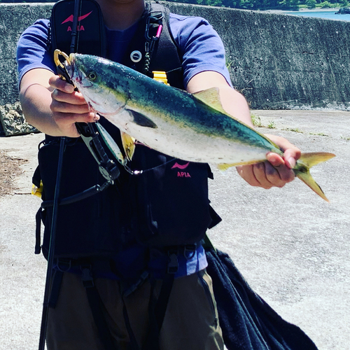 イナダの釣果