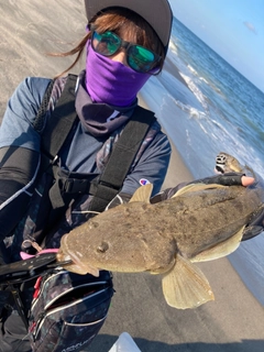 コチの釣果