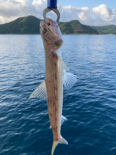 エソの釣果