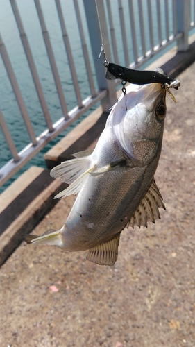 スズキの釣果