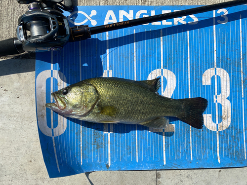 ラージマウスバスの釣果