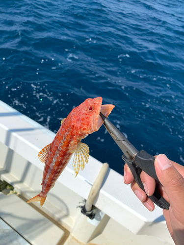 アカエソの釣果