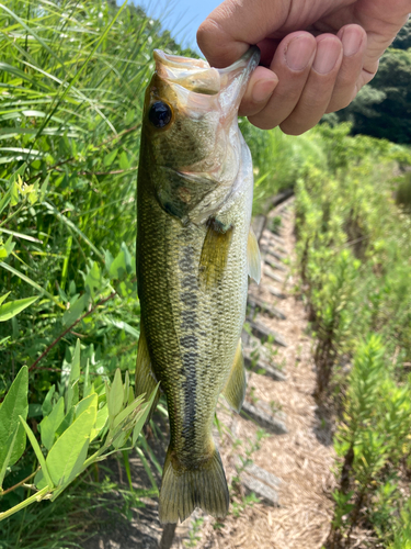 ブラックバスの釣果