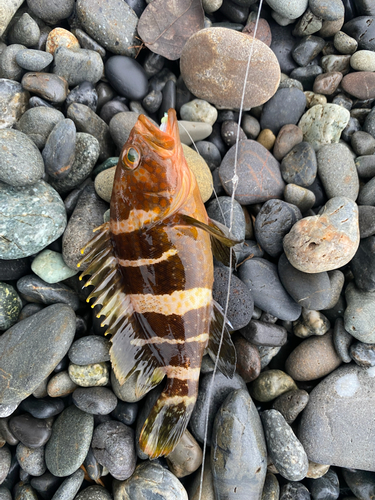 アオハタの釣果