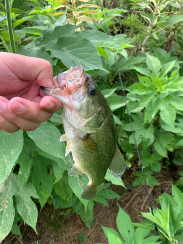 ブラックバスの釣果