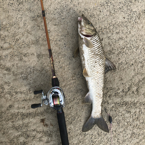 ニゴイの釣果