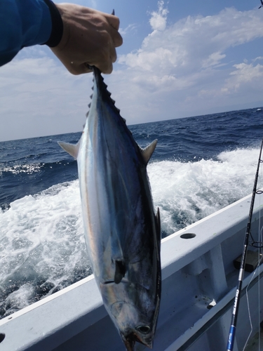 カツオの釣果