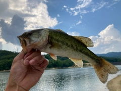 ラージマウスバスの釣果