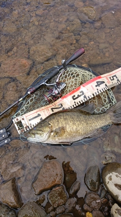 スモールマウスバスの釣果