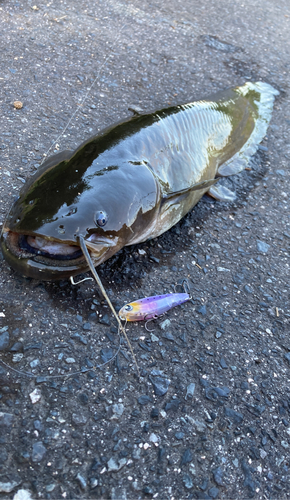 ナマズの釣果