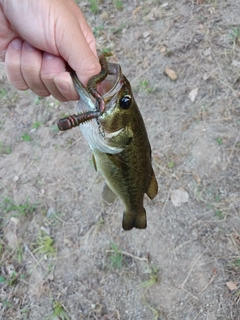 ラージマウスバスの釣果