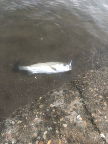 フッコ（マルスズキ）の釣果