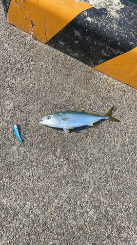 ツバスの釣果