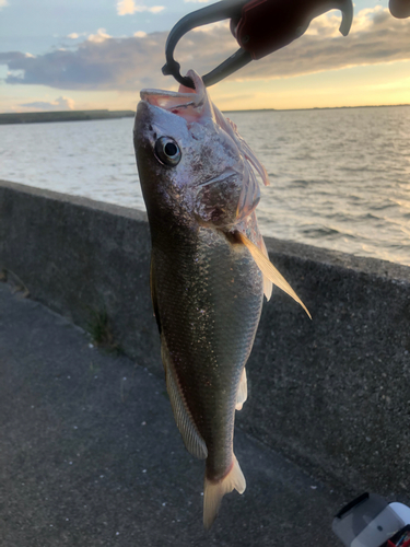 イシモチの釣果