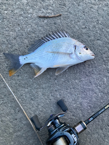 キビレの釣果