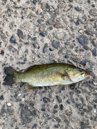 スモールマウスバスの釣果