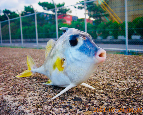 ギマの釣果